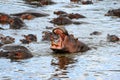 Hipo in the pool Royalty Free Stock Photo