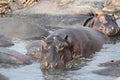 Hipo during day time at ruaha national park tanzania Royalty Free Stock Photo