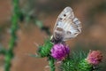 Hipparchia briseis - butterfly, macrophotography - butterflies on a thistle