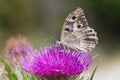 Hipparchia circe - butterfly, close up Royalty Free Stock Photo