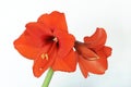 Hippeastrum