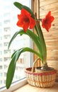 Hippeastrum