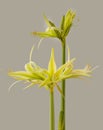 Hippeastrum (amarillis) \