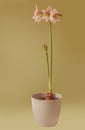 Hippeastrum amarillis Fairytale in a gold background