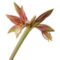 Hippeastrum amarillis green and red  Butterfly group Royalty Free Stock Photo