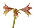 Hippeastrum amarillis green and red  Butterfly group Royalty Free Stock Photo