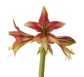 Hippeastrum amarillis green and red  Butterfly group Royalty Free Stock Photo