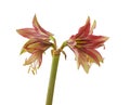 Hippeastrum amarillis green and red  Butterfly group Royalty Free Stock Photo