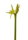 Hippeastrum (amarillis) Spider Group \