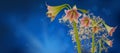 Hippeastrum amarillis  Trumpet  group Royalty Free Stock Photo