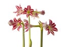 Hippeastrum (amarillis) white and red-violet Trumpet group \