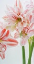 Hippeastrum amaryllis bloom flower pretty white background