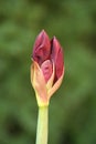 Hippeastrum Amaryllis Carmen Royalty Free Stock Photo