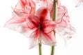 Hippeastrum Amaryllis Charisma, Dutch hybride, white-pink flower Royalty Free Stock Photo