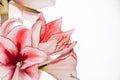 Hippeastrum Amaryllis Charisma, Dutch hybride, white-pink flower Royalty Free Stock Photo