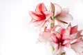 Hippeastrum Amaryllis Charisma, Dutch hybride, white-pink flower Royalty Free Stock Photo