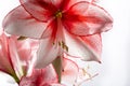 Hippeastrum Amaryllis Charisma, Dutch hybride, white-pink flower Royalty Free Stock Photo