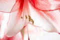 Hippeastrum Amaryllis Charisma, Dutch hybride, white-pink flower Royalty Free Stock Photo