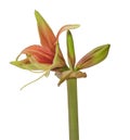 Hippeastrum amaryllis Diamond Group Wild Amazone on a white background isolated