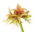 Hippeastrum amaryllis Diamond Group Wild Amazone on a white background isolated