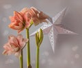 Hippeastrum amaryllis Double Galaxy Grp `Pink Glory` on on silver paper lightning lantern mass production background