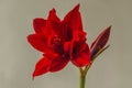 Hippeastrum (amaryllis) double \