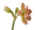 Hippeastrum amaryllis `Exotic Nympf` on a white background isolated