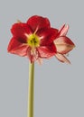 Hippeastrum (amaryllis) Flamenco Queen on a gray background