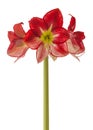 Hippeastrum (amaryllis) Flamenco Queen on a white background isolated