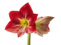 Hippeastrum (amaryllis) Flamenco Queen on a white background isolated