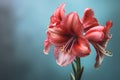 Hippeastrum (amaryllis) flower on blue background