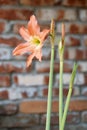 Hippeastrum or Amaryllis flower , Orange amaryllis flower isolated on blur background Royalty Free Stock Photo