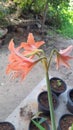 Hippeastrum or Amaryllis flower, Orange amaryllis flower isolated Royalty Free Stock Photo
