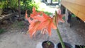 Hippeastrum or Amaryllis flower, Orange amaryllis flower isolated Royalty Free Stock Photo