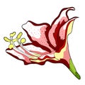 The is hippeastrum amaryllis flower vector illustration
