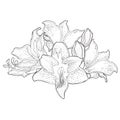 The is hippeastrum amaryllis flower vector illustration