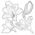 The is hippeastrum amaryllis flower vector illustration