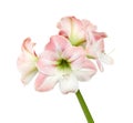 Hippeastrum or Amaryllis flowers ,Pink amaryllis flowers isolated on white background, with clipping path