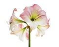 Hippeastrum or Amaryllis flowers ,Pink amaryllis flowers isolated on white background, with clipping path