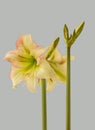 Hippeastrum (amaryllis) Galaxy Group \