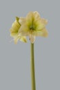 Hippeastrum (amaryllis) \'North pole\