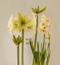 Hippeastrum (amaryllis) \