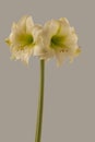 Hippeastrum (amaryllis) \'Northpole\