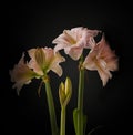 Hippeastrum amaryllis `Pink Glory` on a black background