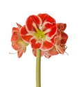 Hippeastrum amaryllis