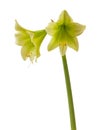 Hippeastrum amaryllis sonatini Lemon Sorbet