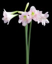 Hippeastrum Amaryllis sonatini Pink Rascal