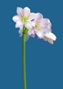 Hippeastrum Amaryllis sonatini Pink Rascal