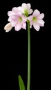 Hippeastrum Amaryllis sonatini Pink Rascal Royalty Free Stock Photo