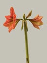 Hippeastrum (amaryllis) \